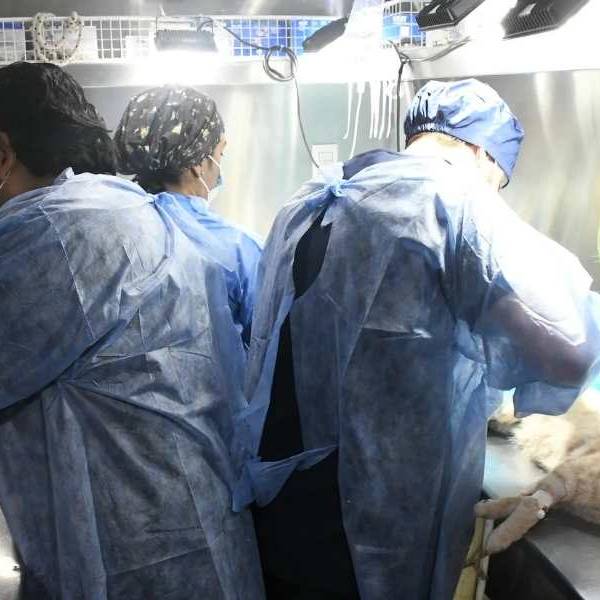 El Móvil de Castración del municipio llega a Progreso, San Silvestre, Roberto Romero y Santa Lucía