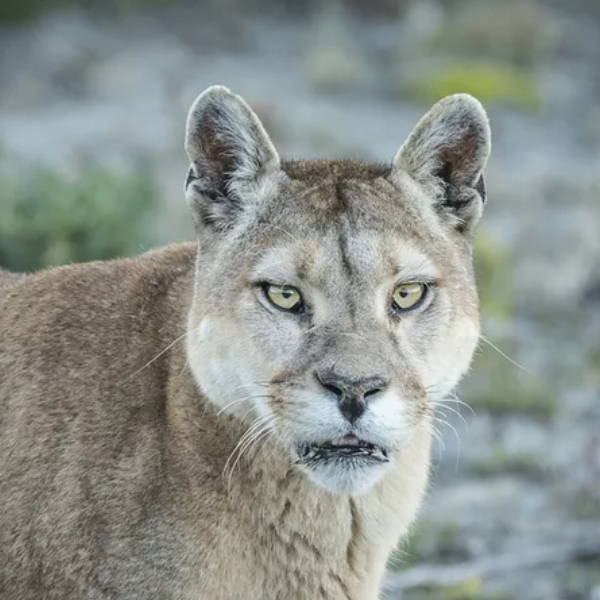 Siguen las repercusiones y recomendaciones por el impresionante avistaje de un puma en el dique Cabra Corral