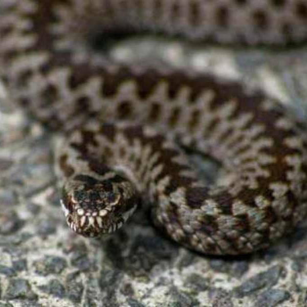 “¡Una yarará dentro de mi casa!”: El susto de una vecina en El Huaico