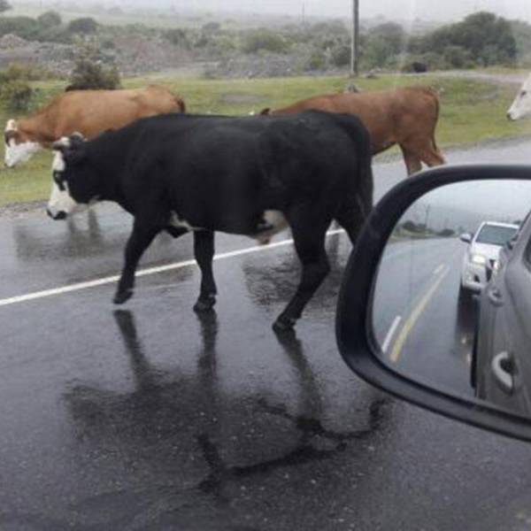 Rutas nacionales en Salta: Denuncian grave peligro por baches profundos y animales sueltos