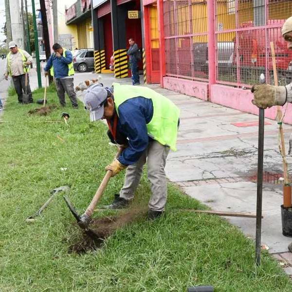 Se pide a los vecinos que colaboren en sus cuidados: El Municipio plantó nuevos árboles sobre la Avenida Chile