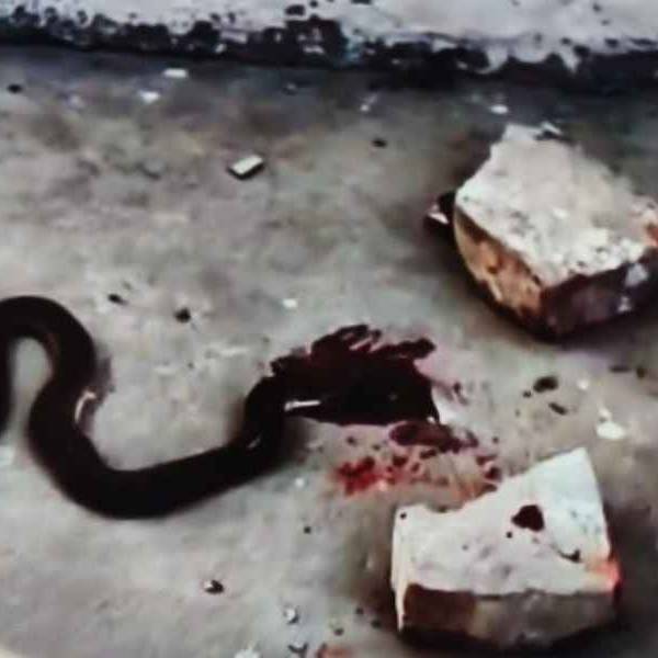 ¡Alarma en Embarcación! Encuentran una yarará en el patio de la escuela Néstor Palacios