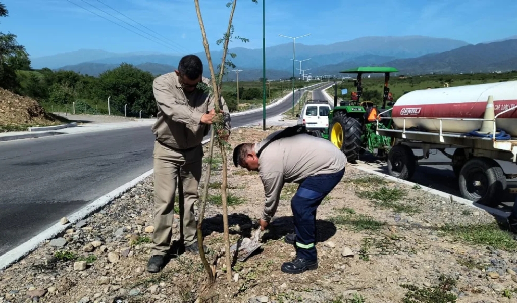 Salta florece: Se plantaron 100 árboles nativos que embellecen Av. Libertador y Circunvalación