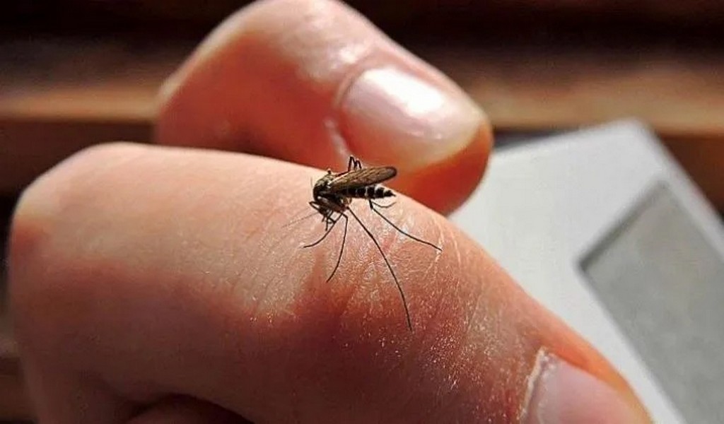 Dengue: Detectan casos en la capital salteña con huevos infectados de la temporada pasada