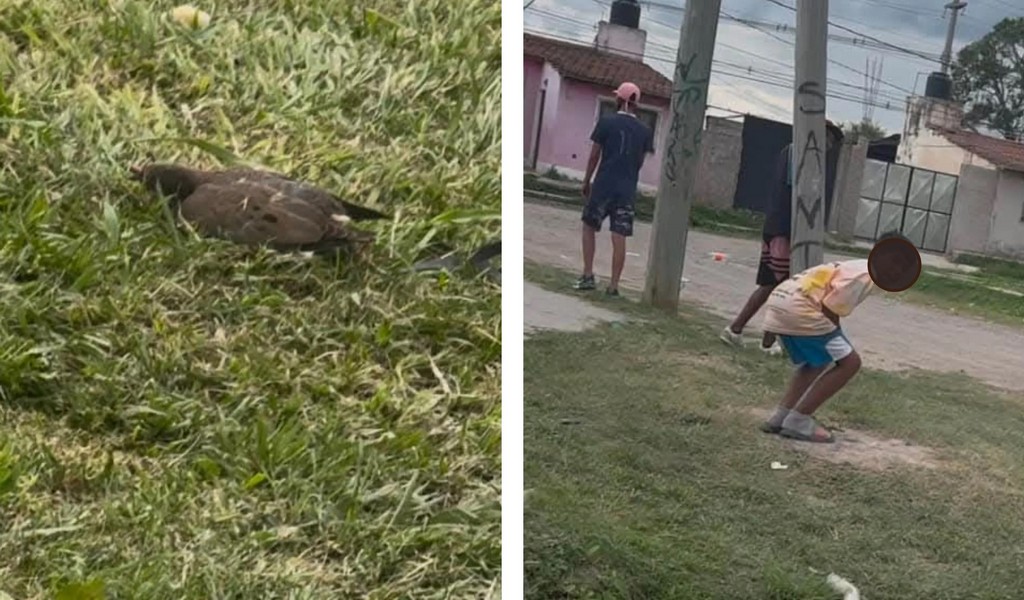 Crueldad en un barrio de Salta: jóvenes hicieron estallar un pájaro con petardos