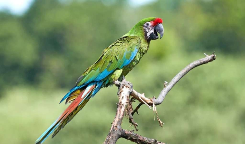Salta será sede del V Censo del Guacamayo Verde: Una apuesta binacional por la conservación