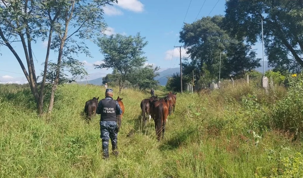 Incautaron 650 animales sueltos en Salta en lo que va del año
