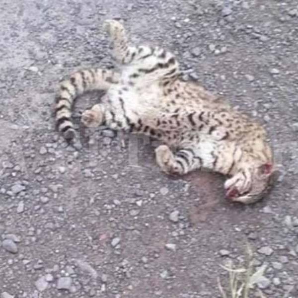 En Rosario de Lerma un grupo de jóvenes mataron a una cría de gato montes y lo exhibieron como trofeo