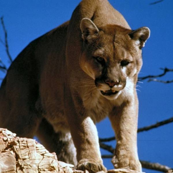 Pumas siguen atacando al ganado de productores de La Viña: Se usaría perros entrenados como protección
