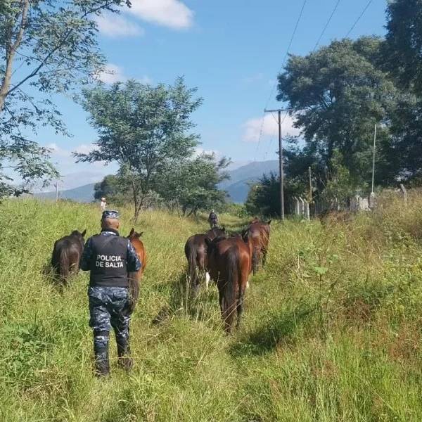 Incautaron 650 animales sueltos en Salta en lo que va del año