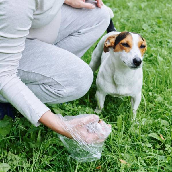 La hidatidosis es una enfermedad parasitaria transmitida por los perros. En Salta se van registrando 14 casos