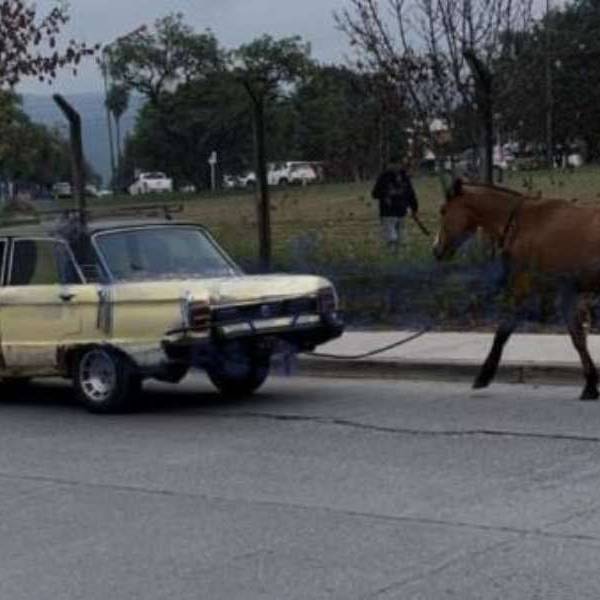 Por barrio Grand Bourg un conductor circulaba imprudentemente con un caballo atado en el parachoques  de su auto