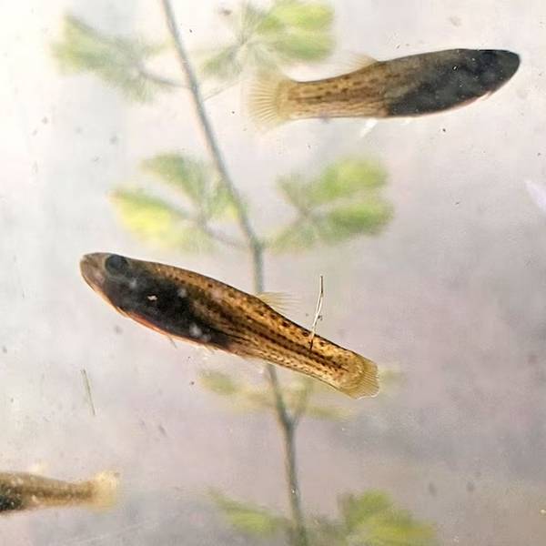 La UBA está entregando peces para combatir el dengue y lo hace de forma gratuita