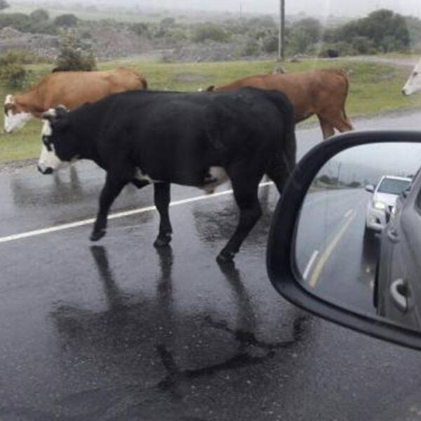 Avanza un proyecto en Salta para que quienes dejen animales sueltos paguen entre 300 y 700 mil pesos de multa por día