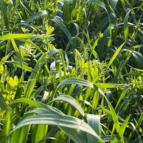 Los cultivos de servicios en Salta están mejorando y recuperando el suelo de los campos